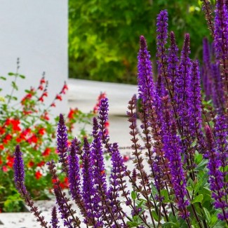 Шавлія Caradonna р9