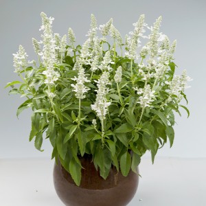 Шавлія Compact White р9