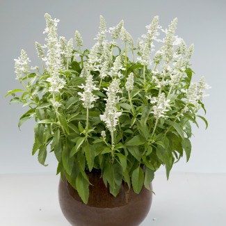 Шавлія Compact White р9