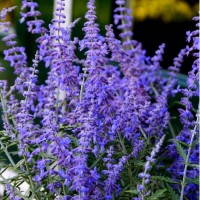 Перовскія Lacely Blue р9