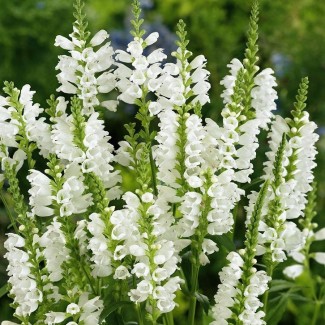 Шавлія Compact White р9