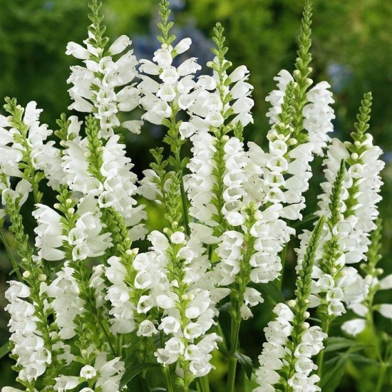 Шавлія Compact White р9