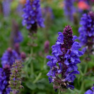 Шавлія Marvel Blue р9