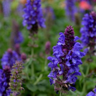 Шавлія Marvel Blue р9