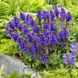 Шавлія Marvel Blue р9