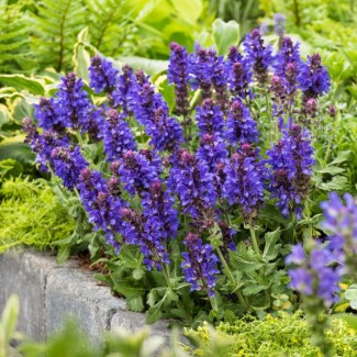 Шавлія Marvel Blue р9