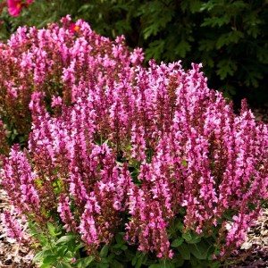 Шавлія Medium Rose р9