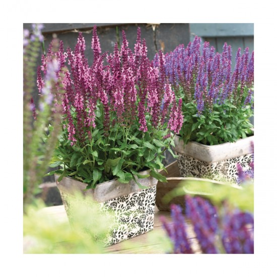 Шавлія Medium Rose р9