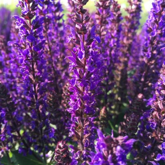 Шавлія Medium Violet р9