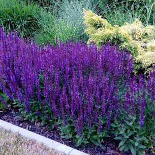 Шавлія Medium Violet р9