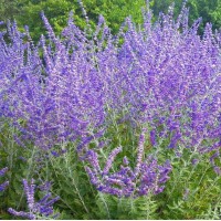 Перовскія Lacely Blue р9