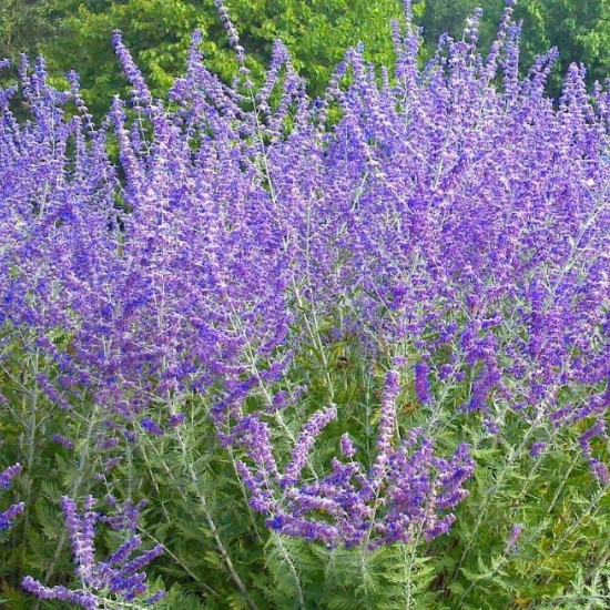 Перовскія Lacely Blue р9