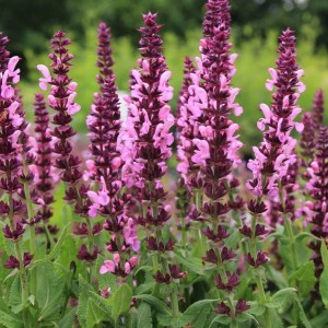 Шавлія Ostfriesland р9