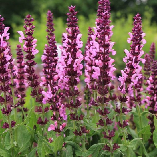 Шавлія Ostfriesland р9