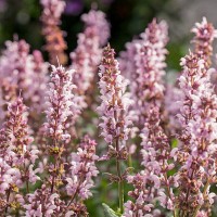 Шавлія Synchro Pink р9