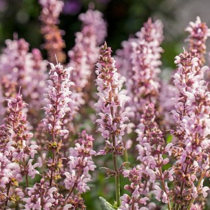 Шавлія Synchro Pink р9