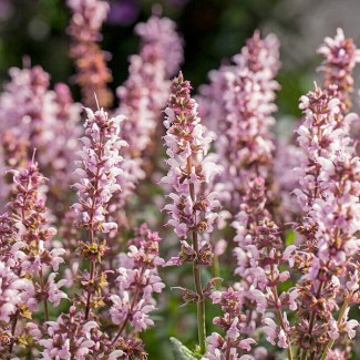 Шавлія Synchro Pink р9