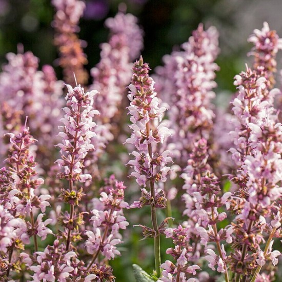 Шавлія Synchro Pink р9