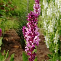 Шавлія Synchro Pink р9