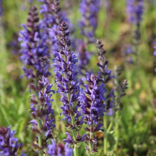 Шавлія дібровна Rianne 1.5 л