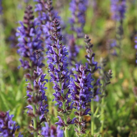 Шавлія дібровна Rianne 1.5 л