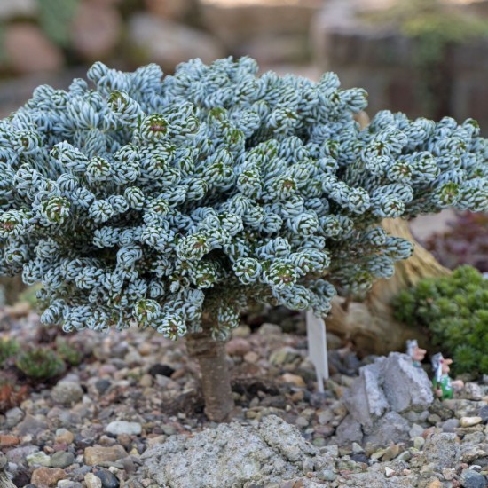 Ялиця на низькому штамбі abies koreana Kohouts Icebreaker