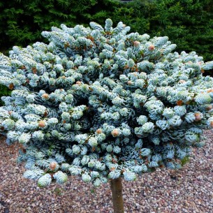 Ялиця на високому штамбі abies koreana Kohouts Icebreaker