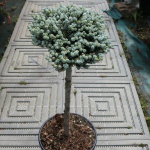 Ялиця на високому штамбі abies koreana Kohouts Icebreaker