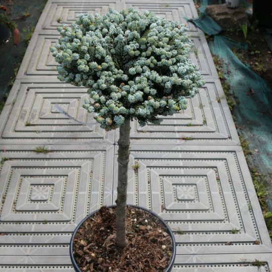 Ялиця на високому штамбі abies koreana Kohouts Icebreaker