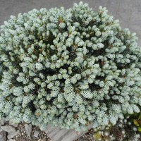 Ялиця на низькому штамбі abies koreana Kohouts Icebreaker