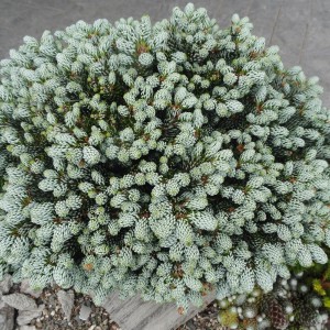 Ялиця на низькому штамбі abies koreana Kohouts Icebreaker