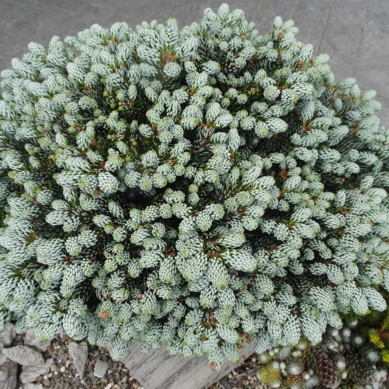 Ялиця на низькому штамбі abies koreana Kohouts Icebreaker