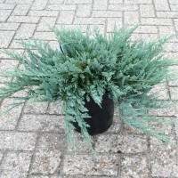 Ялівець Blue chip 1,5 л