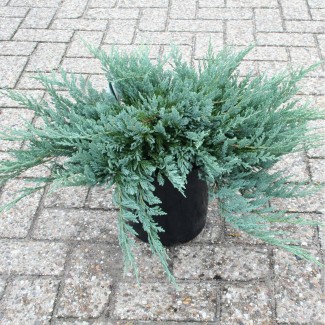 Ялівець Blue chip 1,5 л