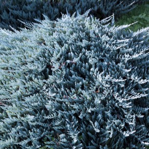 Ялівець Blue chip 1,5 л