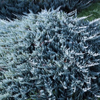 Ялівець Blue chip 1,5 л