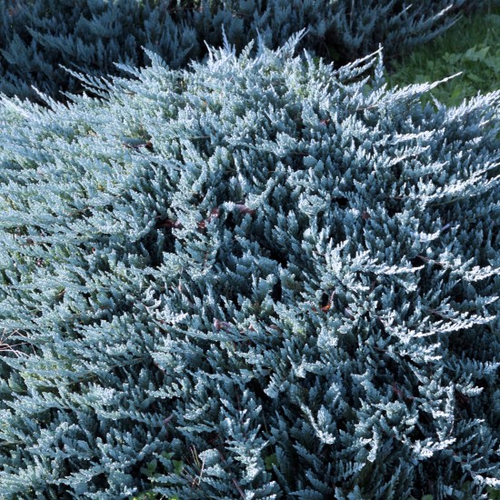 Ялівець Blue chip 1,5 л