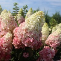 Гортензія Bobo p9