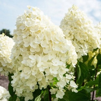 Гортензія Living Summer Snow p9