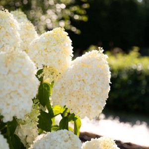 Гортензія Living Summer Snow p9