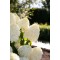 Гортензія Living Summer Snow p9