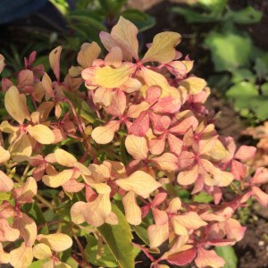 Гортензія Romantic Ace p9