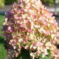 Гортензія Romantic Ace p9