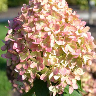 Гортензія Romantic Ace p9