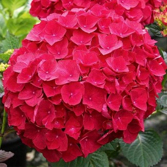 Гортензія Redlight p9