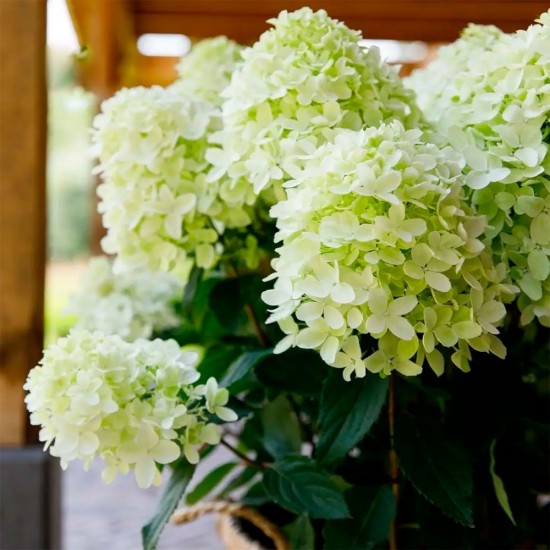 Гортензія Whitelight p9