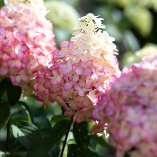 Гортензія Pinklight p9