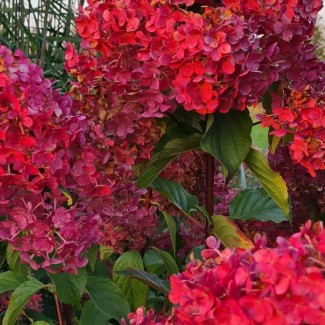 Гортензія Pinky winky р9