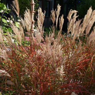 Міскантус Droning ingrid p9