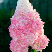 Гортензія Vanilla fraise р9